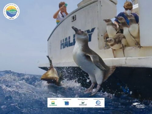 Instituto Argonauta realiza com sucesso a soltura de 17 pinguins reabilitados