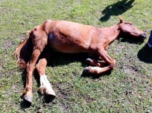 DEPA resgata cão e cavalo em situação crítica em Atlântida Sul