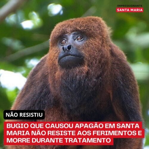 BUGIO QUE PROVOCOU APAGÃO EM SANTA MARIA MORRE APÓS INTERNAÇÃO