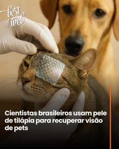 Cientistas Brasileiros usam Pele de Tilápia para recuperar Visão de Pets