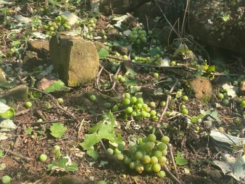 Granizo da madrugada causa prejuízos incalculáveis em parreirais em alguns municípios gaúchos 9 587586420 18412780603140363 1176468780039208487 n