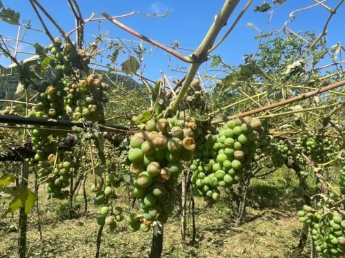 Granizo da madrugada causa prejuízos incalculáveis em parreirais em alguns municípios gaúchos 5 589712467 18412780549140363 391852478230770922 n 1