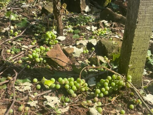 Granizo da madrugada causa prejuízos incalculáveis em parreirais em alguns municípios gaúchos 7 589794867 18412780621140363 6871471994698220552 n