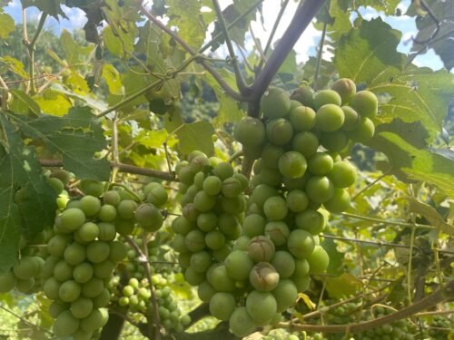 Granizo da madrugada causa prejuízos incalculáveis em parreirais em alguns municípios gaúchos 12 591097329 18412780576140363 5773171826495735499 n