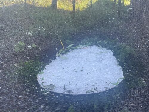 Granizo da madrugada causa prejuízos incalculáveis em parreirais em alguns municípios gaúchos 10 591141016 18412780594140363 1041183643164799655 n