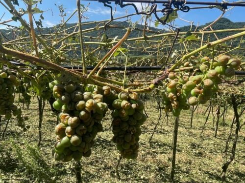 Granizo da madrugada causa prejuízos incalculáveis em parreirais em alguns municípios gaúchos 6 591141791 18412780630140363 5438683958913609891 n