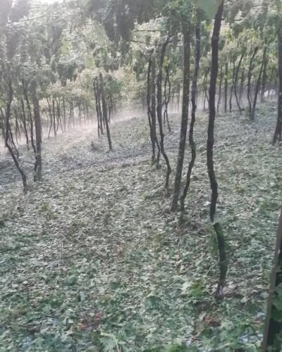 Granizo da madrugada causa prejuízos incalculáveis em parreirais em alguns municípios gaúchos 3 591249038 10214385365303414 2708738441522194828 n