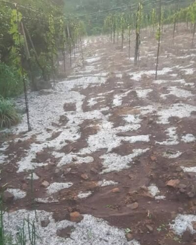 Granizo da madrugada causa prejuízos incalculáveis em parreirais em alguns municípios gaúchos 1 591267290 10214385364703399 495324906592960945 n 1