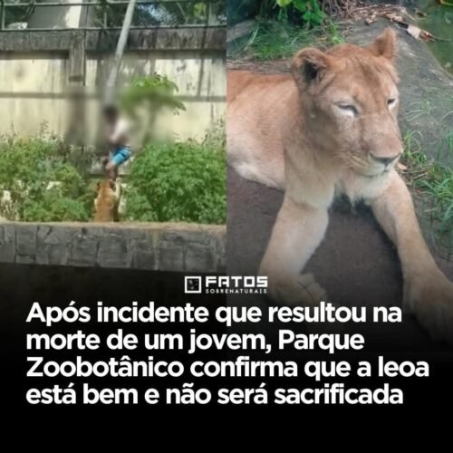 Após incidente que resultou na morte de um jovem, Parque Zoobotânico confirma que a leoa está bem e não será sacrificada