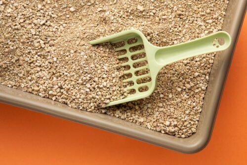 Cuidados com a areia dos gatos garantem bem-estar e evitam problemas de saúde