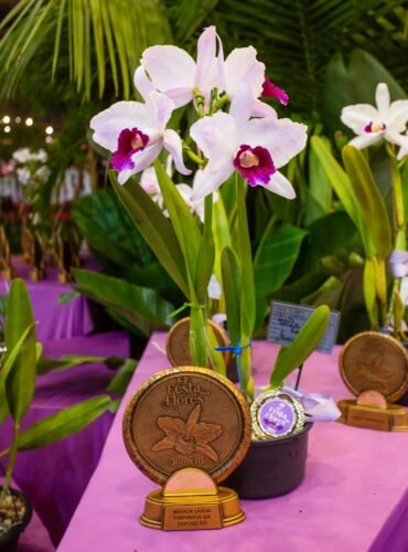Salão Laelia pupurata estreia na 85ª Festa das Flores de Joinville e promove conhecimento com palestras e oficinas de cultivo