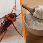 Como se livrar de baratas com bicarbonato de sódio