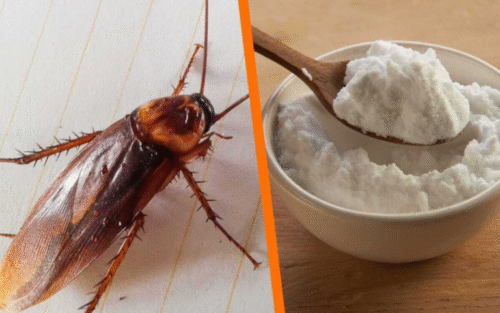 Como se livrar de baratas com bicarbonato de sódio