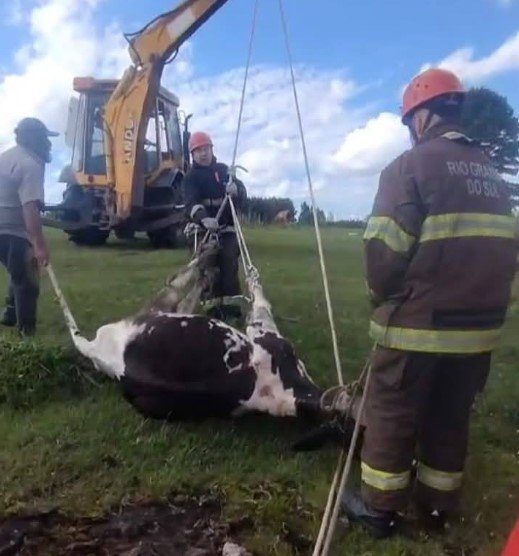 Bombeiros de São Francisco de Paula resgatam vaca caída em ribanceira no Parque da Ronda