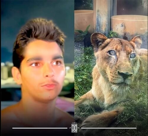 Jovem invade recinto de leoa na Paraíba e acaba morto pelo animal