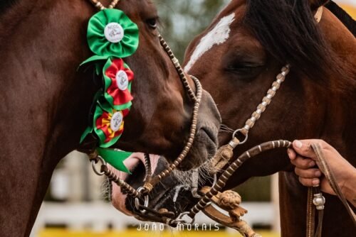 Xangri-lá sediará Quinta Passaporte de Primavera do Ciclo 2026
