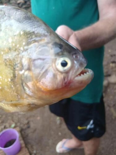 Piranha é capturada no sangradouro da Lagoa dos Barros, em Osório