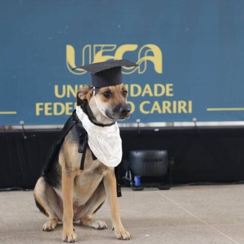 A Universidade Federal do Cariri (UFCA) elevou o nível de fofura e viralismo ao "formar" três figuras ilustres na última terça-feira, dia 16 3 601348654 1447935354001602 135931103416768688 n 1