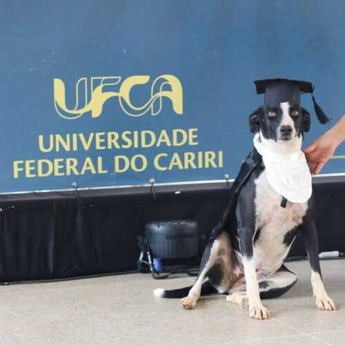 A Universidade Federal do Cariri (UFCA) elevou o nível de fofura e viralismo ao "formar" três figuras ilustres na última terça-feira, dia 16 1 601360107 1447935407334930 6464922343553783653 n