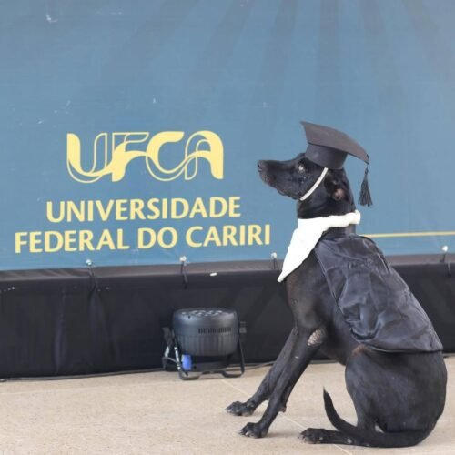 A Universidade Federal do Cariri (UFCA) elevou o nível de fofura e viralismo ao "formar" três figuras ilustres na última terça-feira, dia 16 2 603781422 1447935374001600 3736596075972429570 n