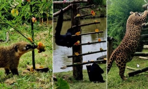 Pinheirinhos recheados e ceia colorida: animais ganham presentes de Natal em Zoo de Gramado