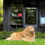 Pousada de Charme em São Chico cria Bistrô Pet e recebe certificação pet friendly