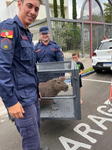 Capivara é capturada no centro de Osório após se abrigar em loja de roupas 3 611804798 25253287197676336 2734343391265885319 n