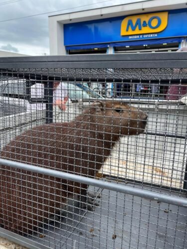 Capivara é capturada no centro de Osório após se abrigar em loja de roupas 5 612344081 25253287194343003 552792184991138833 n 1