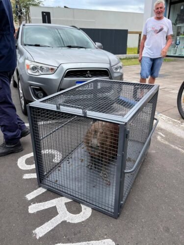 Capivara é capturada no centro de Osório após se abrigar em loja de roupas 2 613145414 25253287207676335 1517408400935550407 n