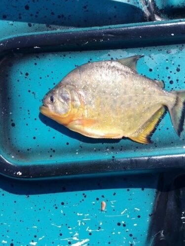 MAIS UMA! Piranha é pescada novamente em arroio que liga a Lagoa dos Barros, em Osório