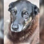 Cão Orelha: Pais e tio de adolescentes são indiciados por coagir testemunha