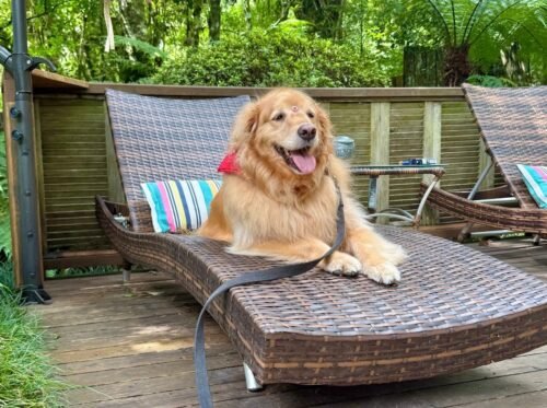 Pousada de Charme em São Chico cria Bistrô Pet e recebe certificação pet friendly 4 9d6d12ad b3f2 4286 9287 8a7a29c72a0c