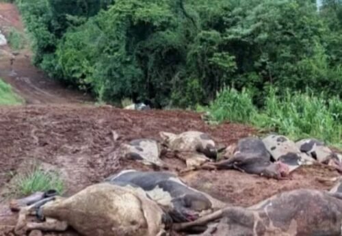 48 VACAS MORREM EM INTEVALOS DE POUCAS HORAS E FAMÍLIA PRATICAMENTE PERDE O SUSTENTO