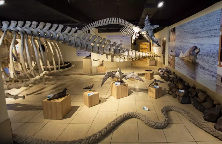 Nova exposição marca reabertura do Museu de Ciências Naturais da UFRGS em Imbé 2 Museu Imbe Fotos Lucas Morates Ceclimar UFRGS 1536x998 1