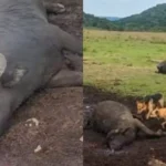 Raio atinge propriedade rural e mata búfalos em Santa Catarina