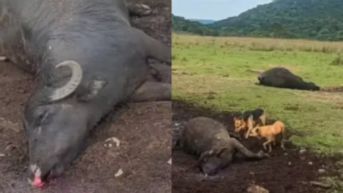 Raio atinge propriedade rural e mata búfalos em Santa Catarina 1 photo output 5 57 1536x866 1