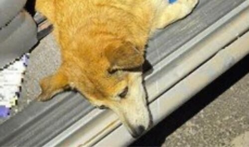 Homem é preso após atropelar cadela e deixá-la agonizando dentro de carro em Imbé