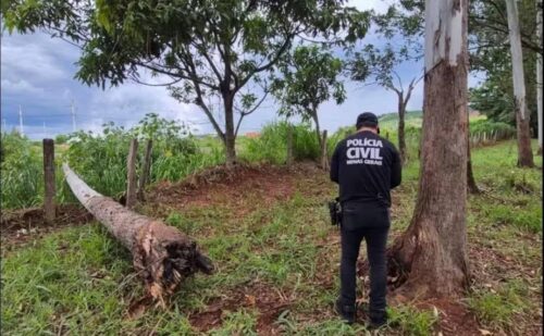 Eucalipto cai em cima de carro em estrada e mata criança de 1 ano 2 636569160 1517331683729641 1139165570832300405 n