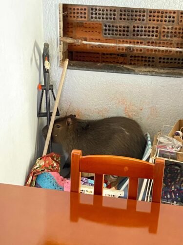 Capivara invade residência no bairro Glória em Osório