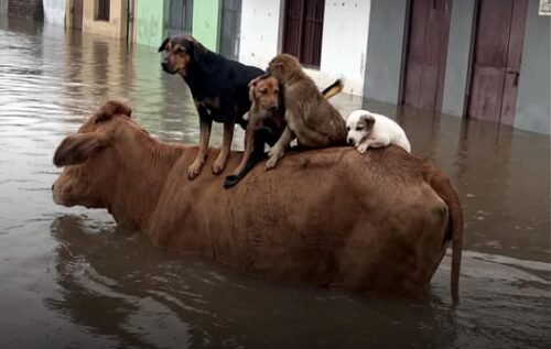 Uma vaca se tornou abrigo e ajudou a salvar vidas