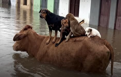 Uma vaca se tornou abrigo e ajudou a salvar vidas