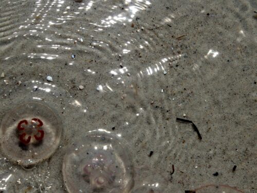 Cuidados com água-viva e outros animais marinhos exigem atenção redobrada à saúde da pele 1 FOTO PARA RELEASE 1 1