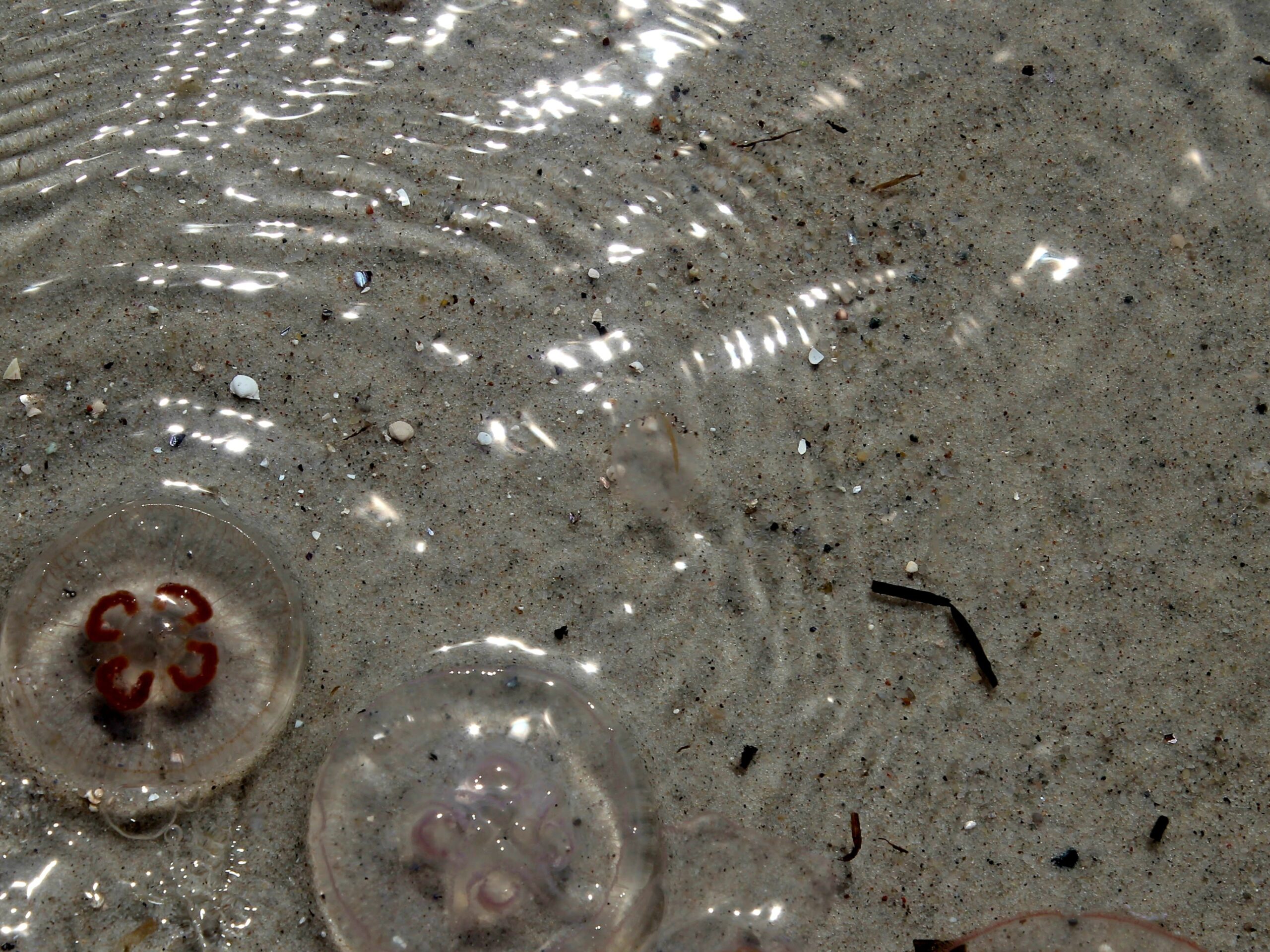 Cuidados com &aacute;gua-viva e outros animais marinhos exigem aten&ccedil;&atilde;o redobrada &agrave; sa&uacute;de da pele