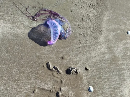 Águas-vivas seguem aparecendo nas praias do Litoral Sul
