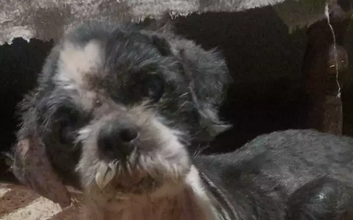 Meu c&atilde;o ou gato ficou idoso: Guia completo de sa&uacute;de, alimenta&ccedil;&atilde;o e bem-estar