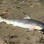 Um filhote de tubarão-martelo, da espécie Sphyrna zygaena, foi encontrado morto na tarde de domingo (1º) na orla do Laranjal, na Lagoa dos Patos, em Pelotas