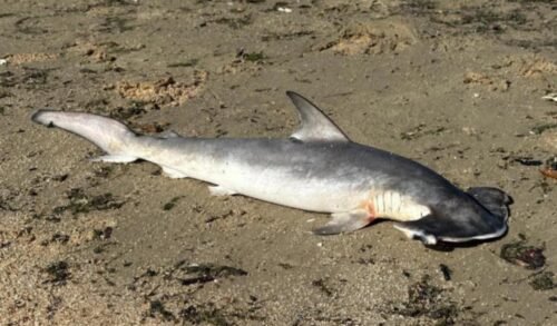 Um filhote de tubarão-martelo, da espécie Sphyrna zygaena, foi encontrado morto na tarde de domingo (1º) na orla do Laranjal, na Lagoa dos Patos, em Pelotas