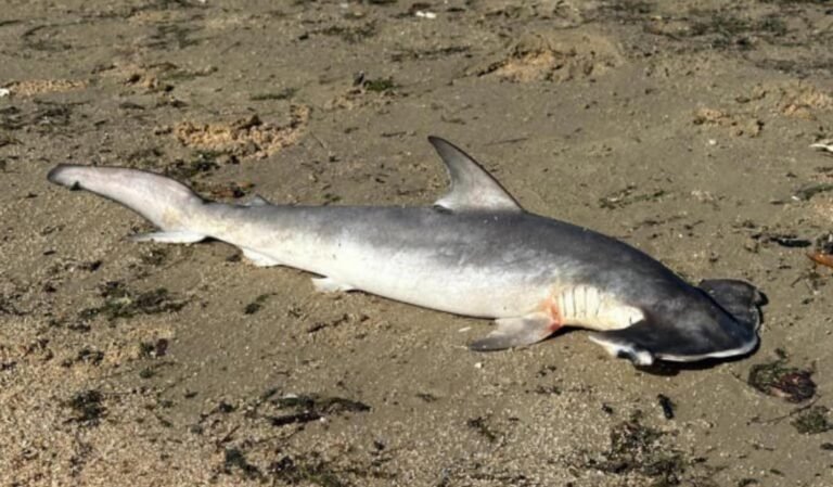 Um filhote de tubarão-martelo, da espécie Sphyrna zygaena, foi encontrado morto na tarde de domingo (1º) na orla do Laranjal, na Lagoa dos Patos, em Pelotas 22 644752800 1617779693014911 4006537335179704114 n e1772507266420