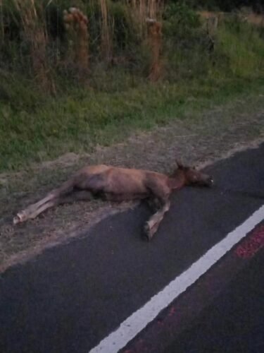 Motociclista fica ferido após atropelar potro na Estrada do Palmital, em Osório