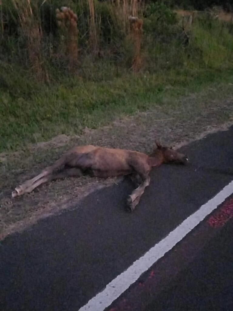 Motociclista fica ferido ap&oacute;s atropelar potro na Estrada do Palmital, em Os&oacute;rio